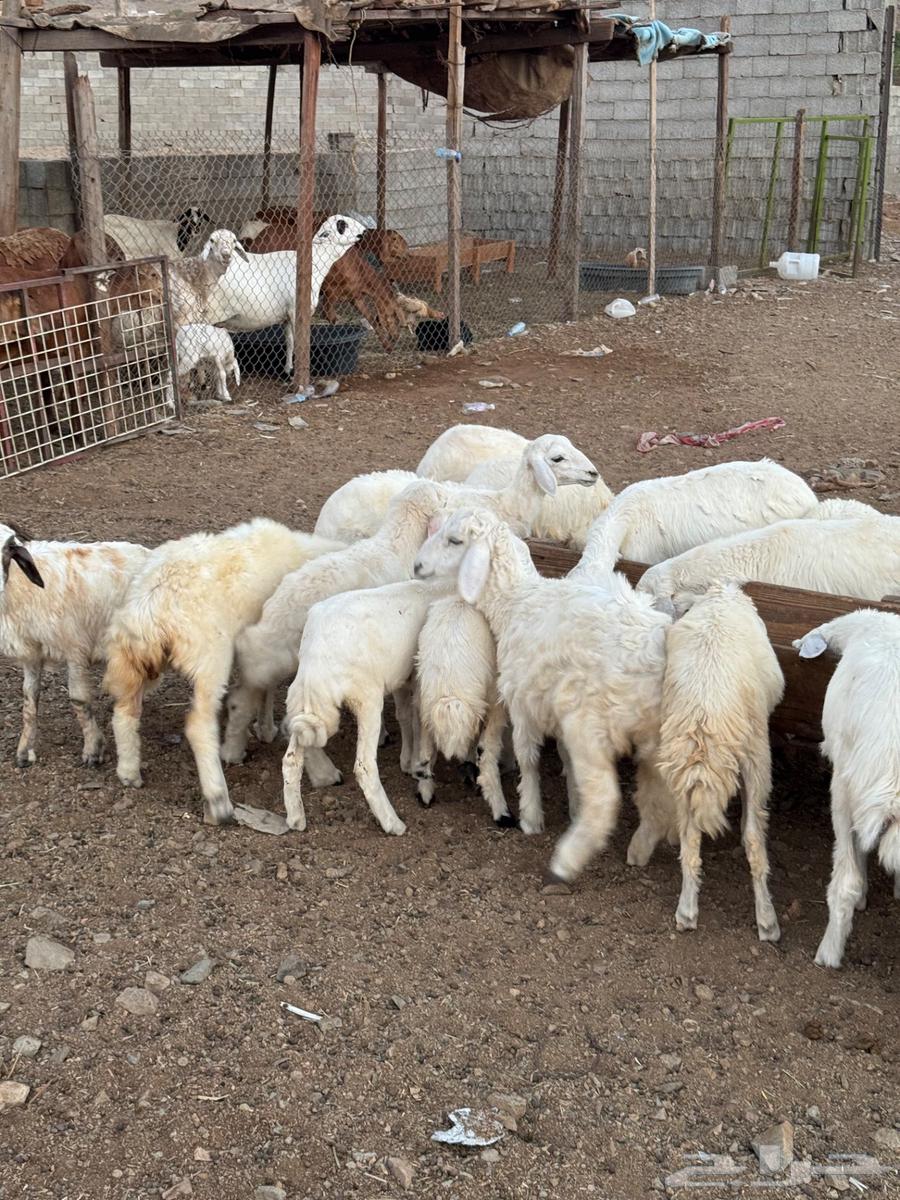 طليان ورخال حري بهم تربيه64406096491906110