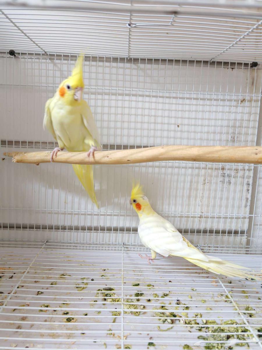 زوج كروان لاتينو منتج64406110547587110