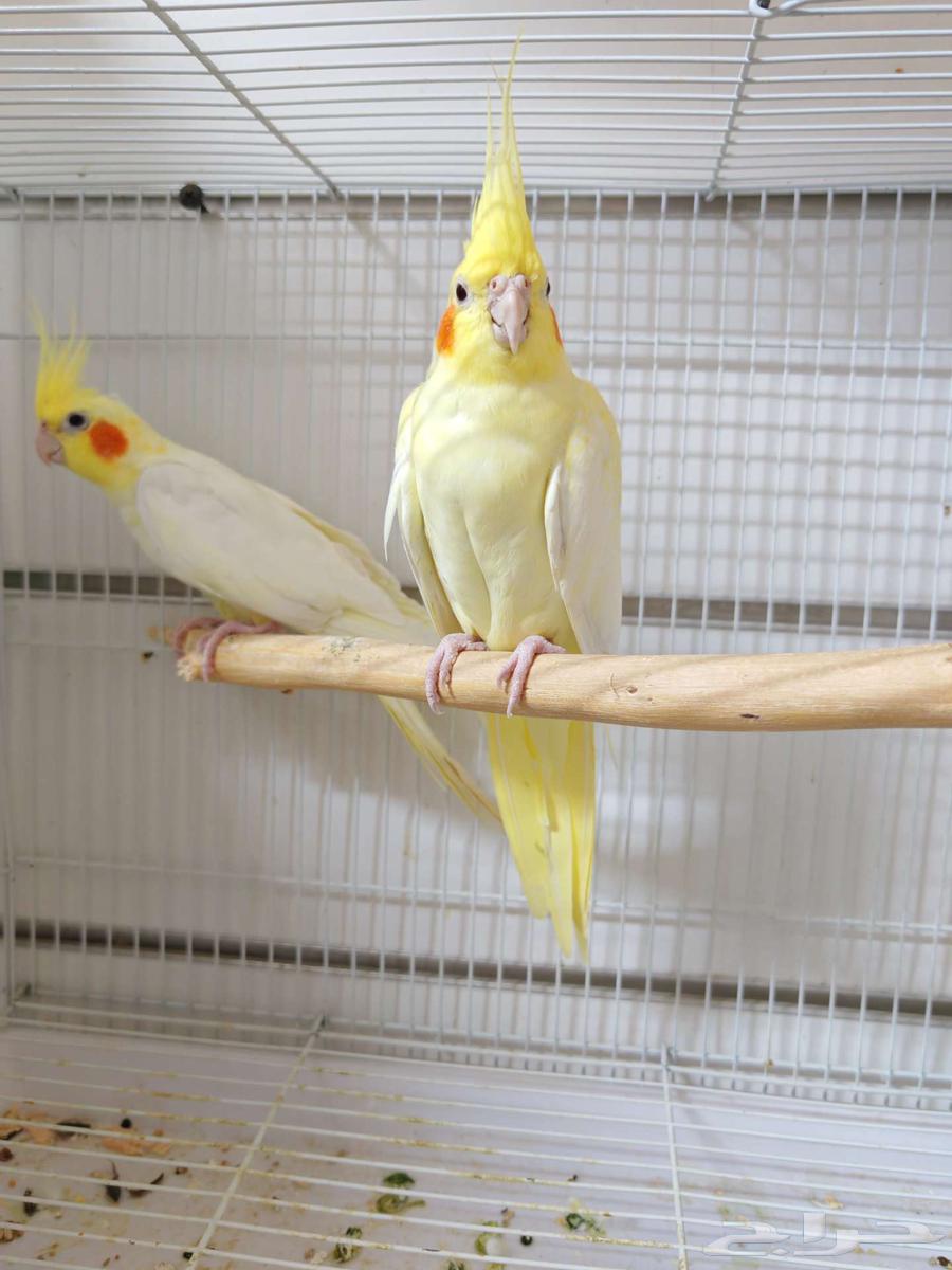 زوج كروان لاتينو منتج64406110547587111