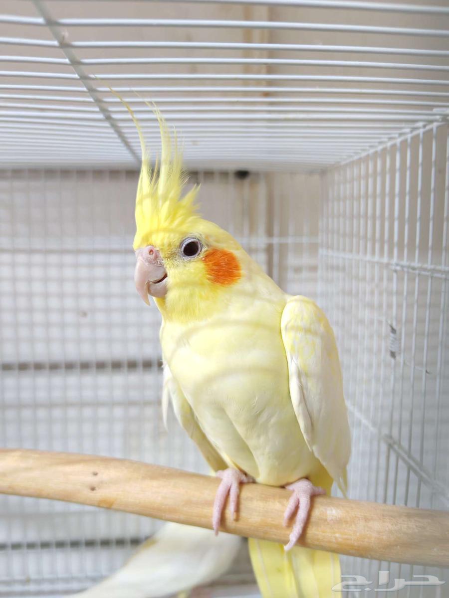 زوج كروان لاتينو منتج64406110547587113