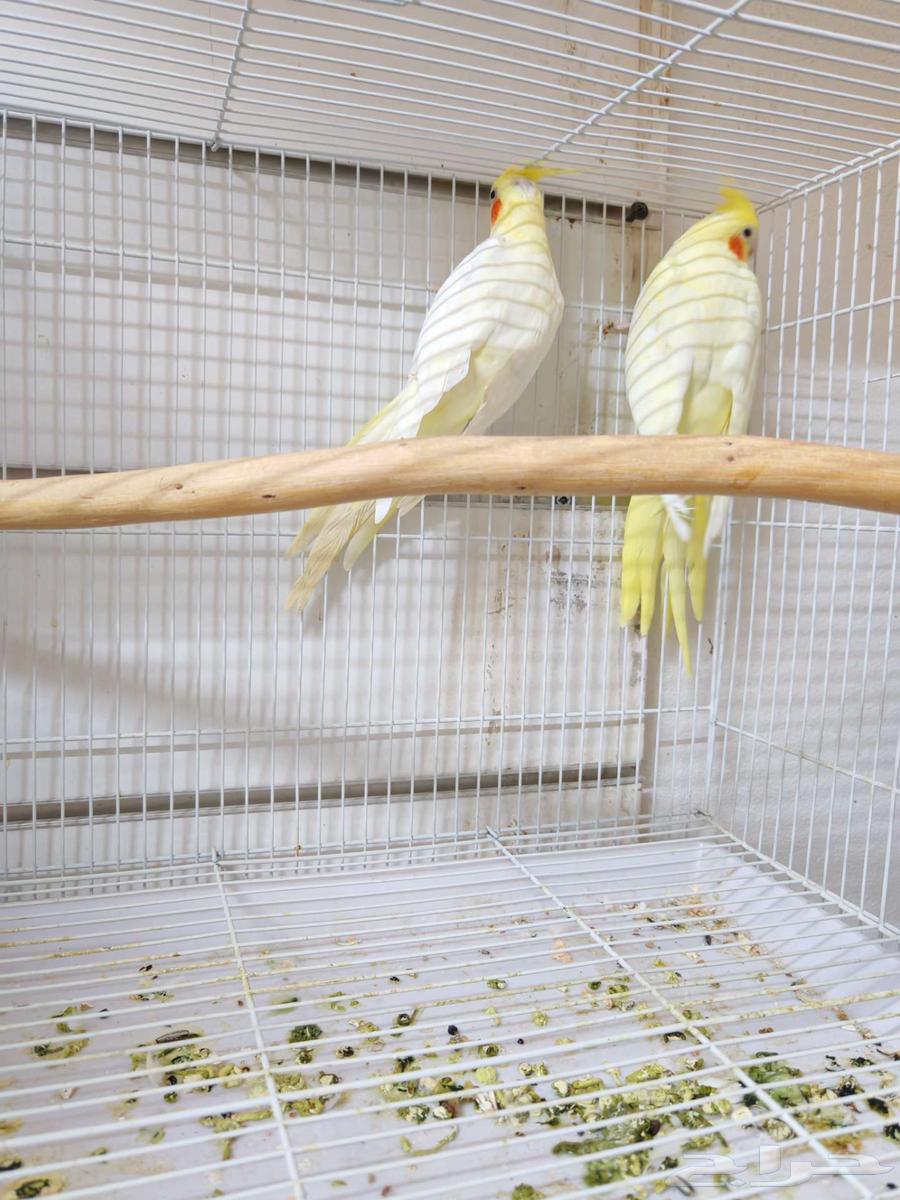 زوج كروان لاتينو منتج64406110547587112