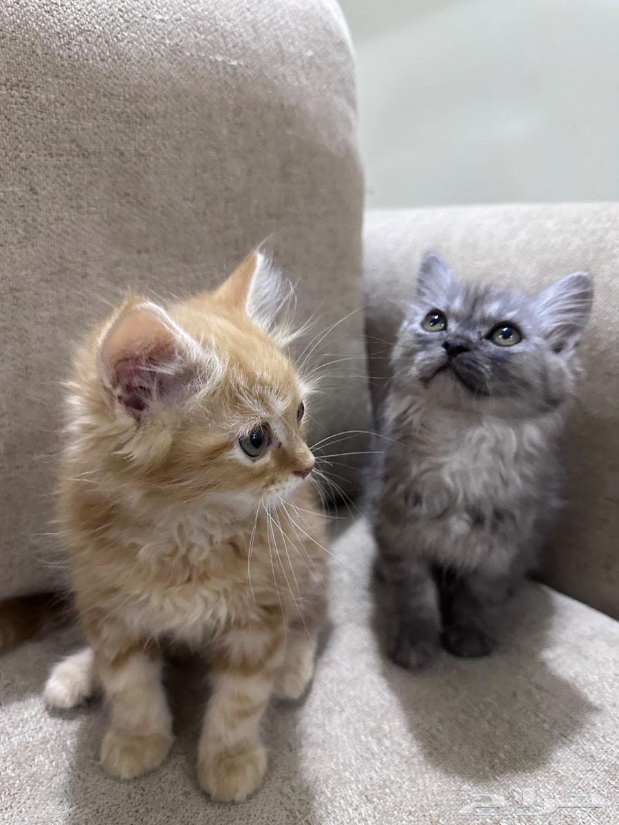 قطط للبيع64406417060866112