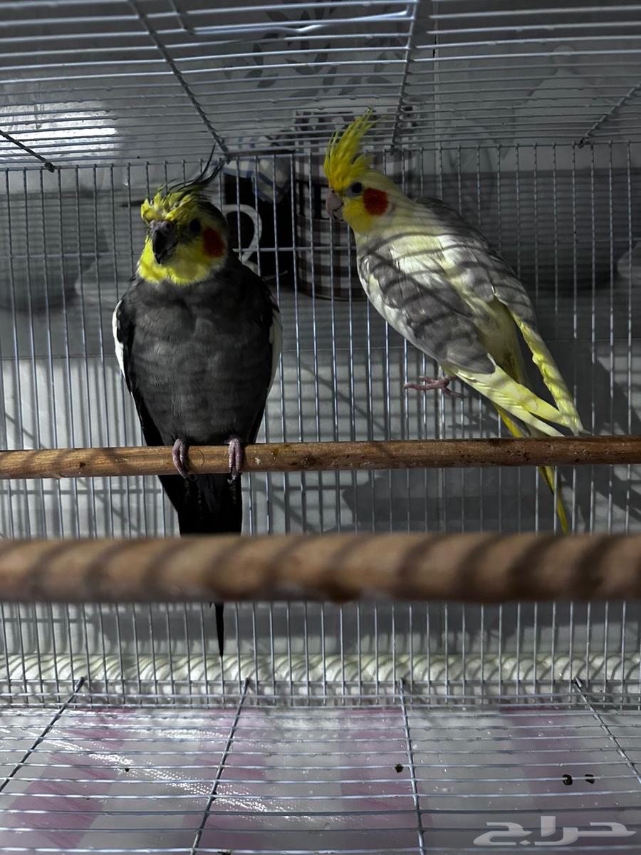 بغبغان64406417035651113