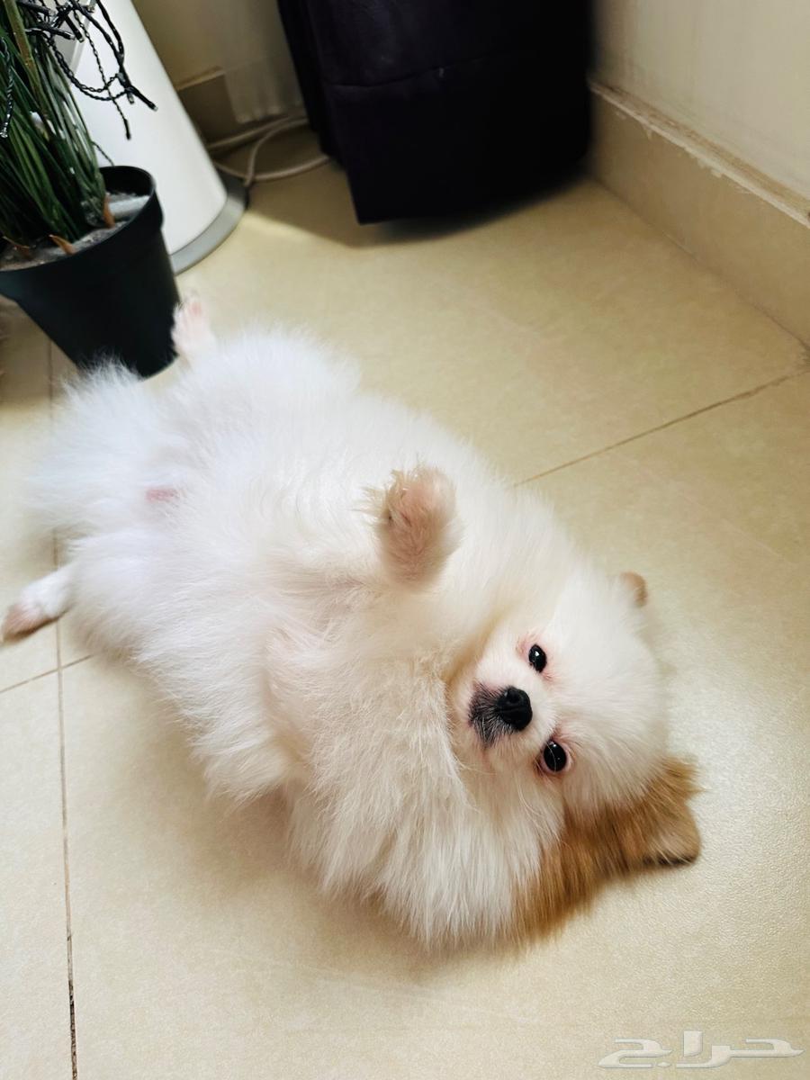 كلب بومرينيان تي كوب64406444201985111