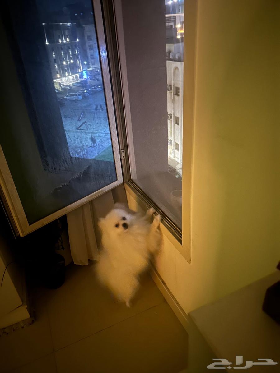 كلب بومرينيان تي كوب64406444201985112