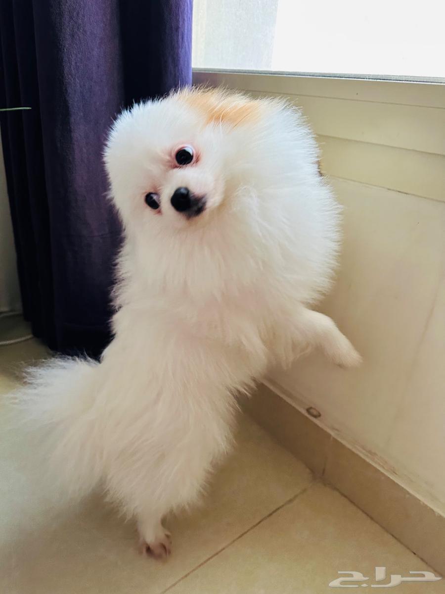 كلب بومرينيان تي كوب64406444201985110