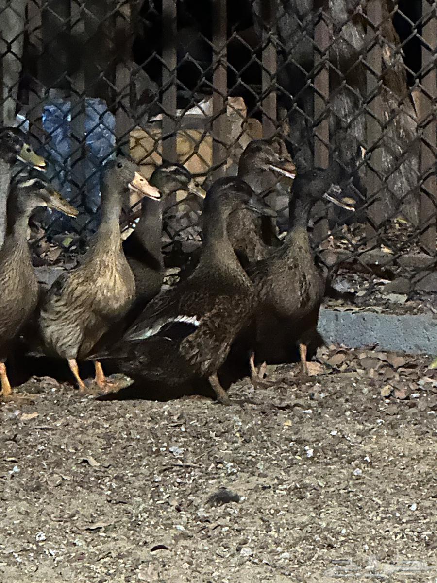 بط للبيع64412562061185111