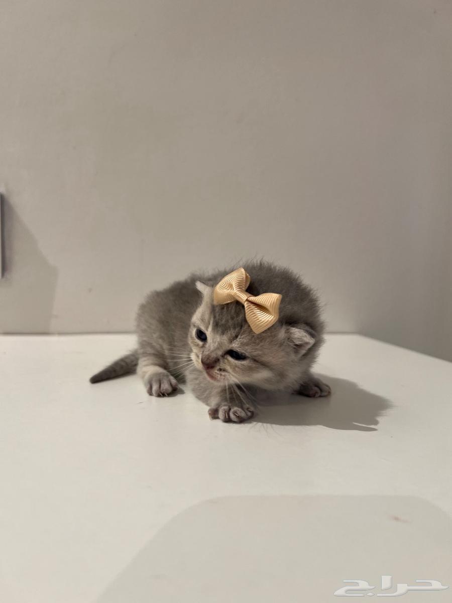 Scottish Fold Kitten64407335904513111