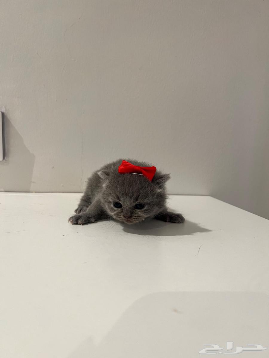 Scottish Fold Kitten64407335904513113