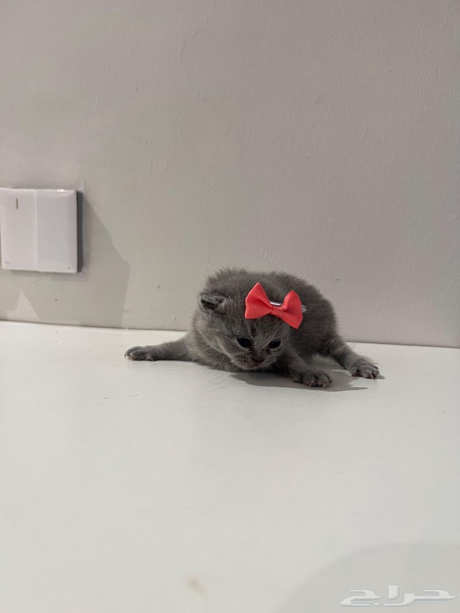 Scottish Fold Kitten64407335904513114