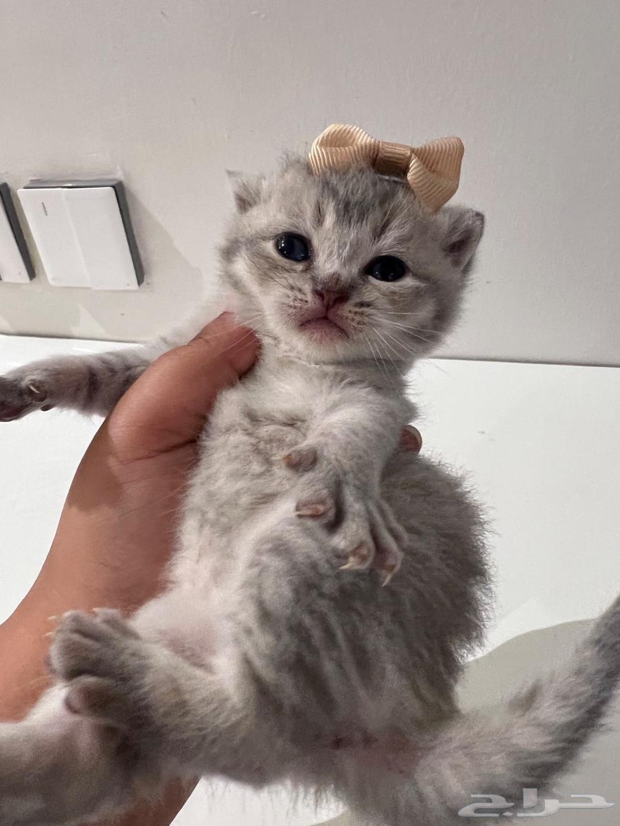 Scottish Fold Kitten64407335904513110