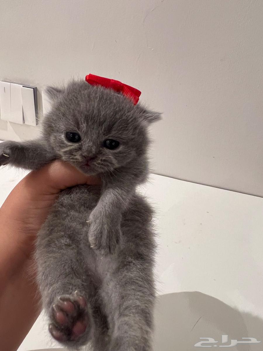 Scottish Fold Kitten64407335904513112