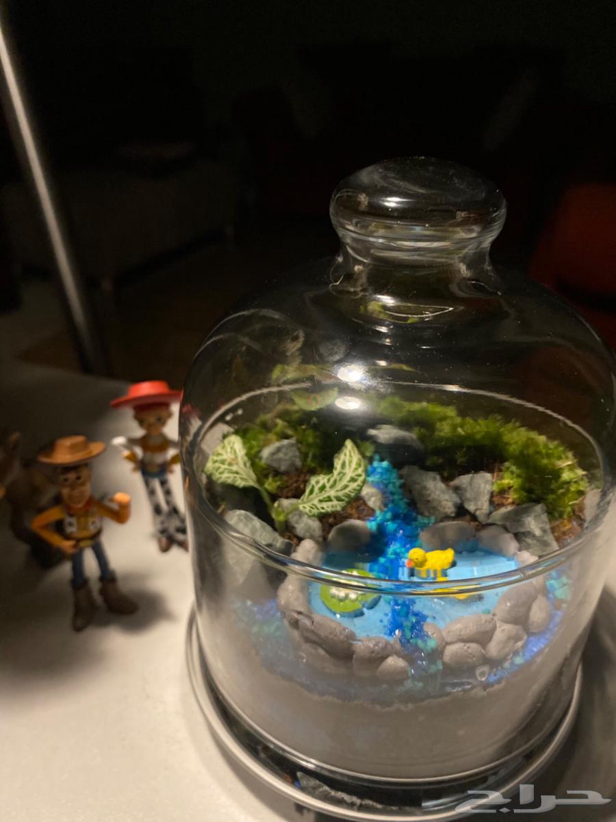 للبيع تيراريوم تم البيع64408287030273111