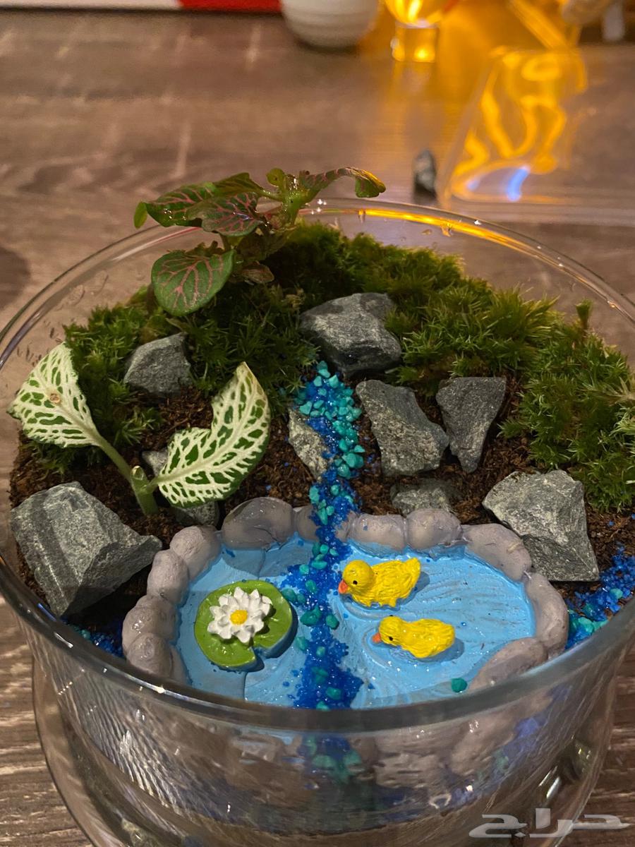 للبيع تيراريوم تم البيع64408287030273110