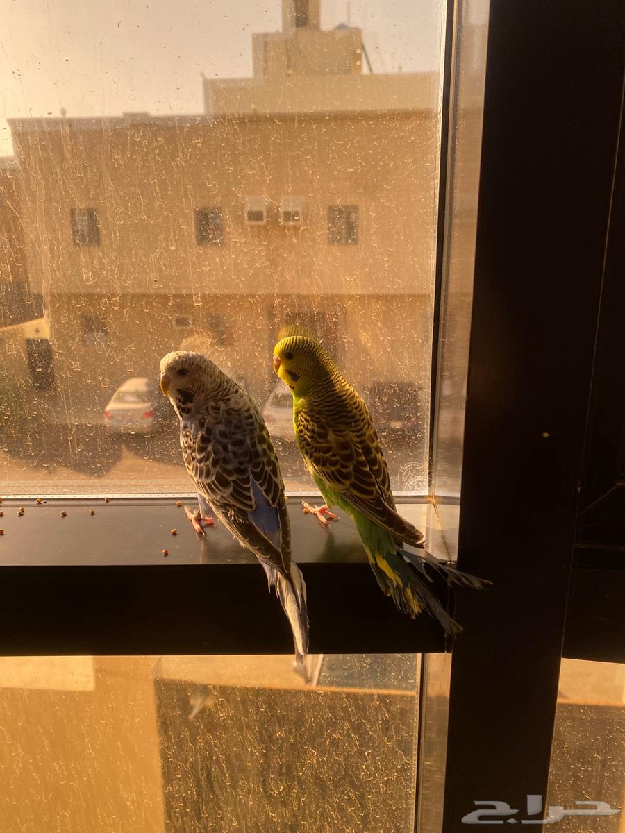زوج طيور للبيع اليفه جدا وانيقه64409129803393110