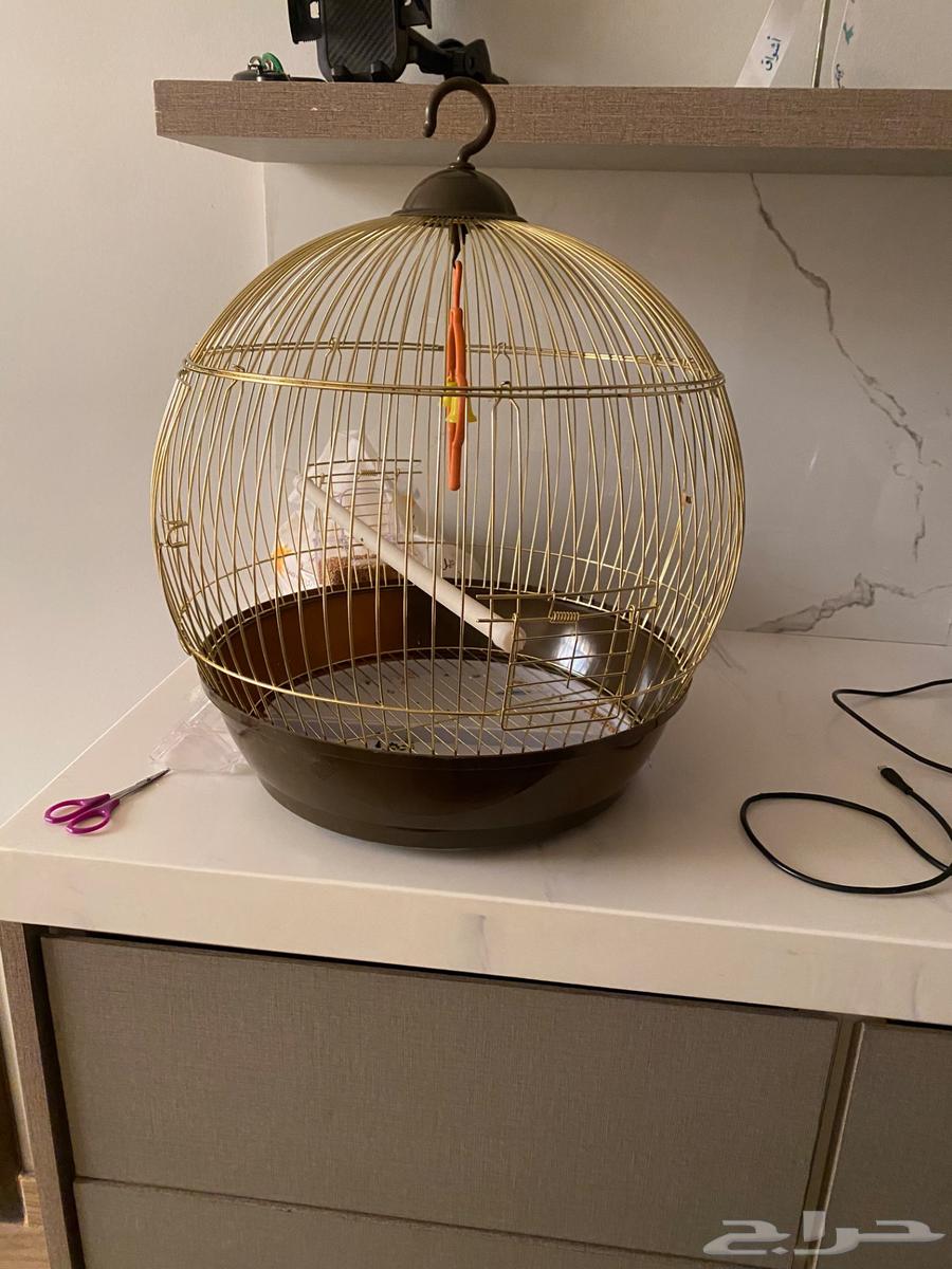 زوج طيور للبيع اليفه جدا وانيقه64409129803393111