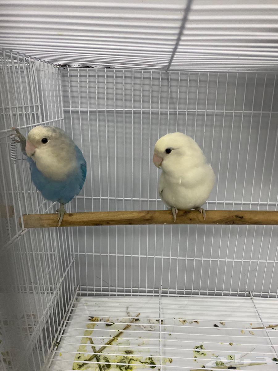 Breeding pair available64409199356546110