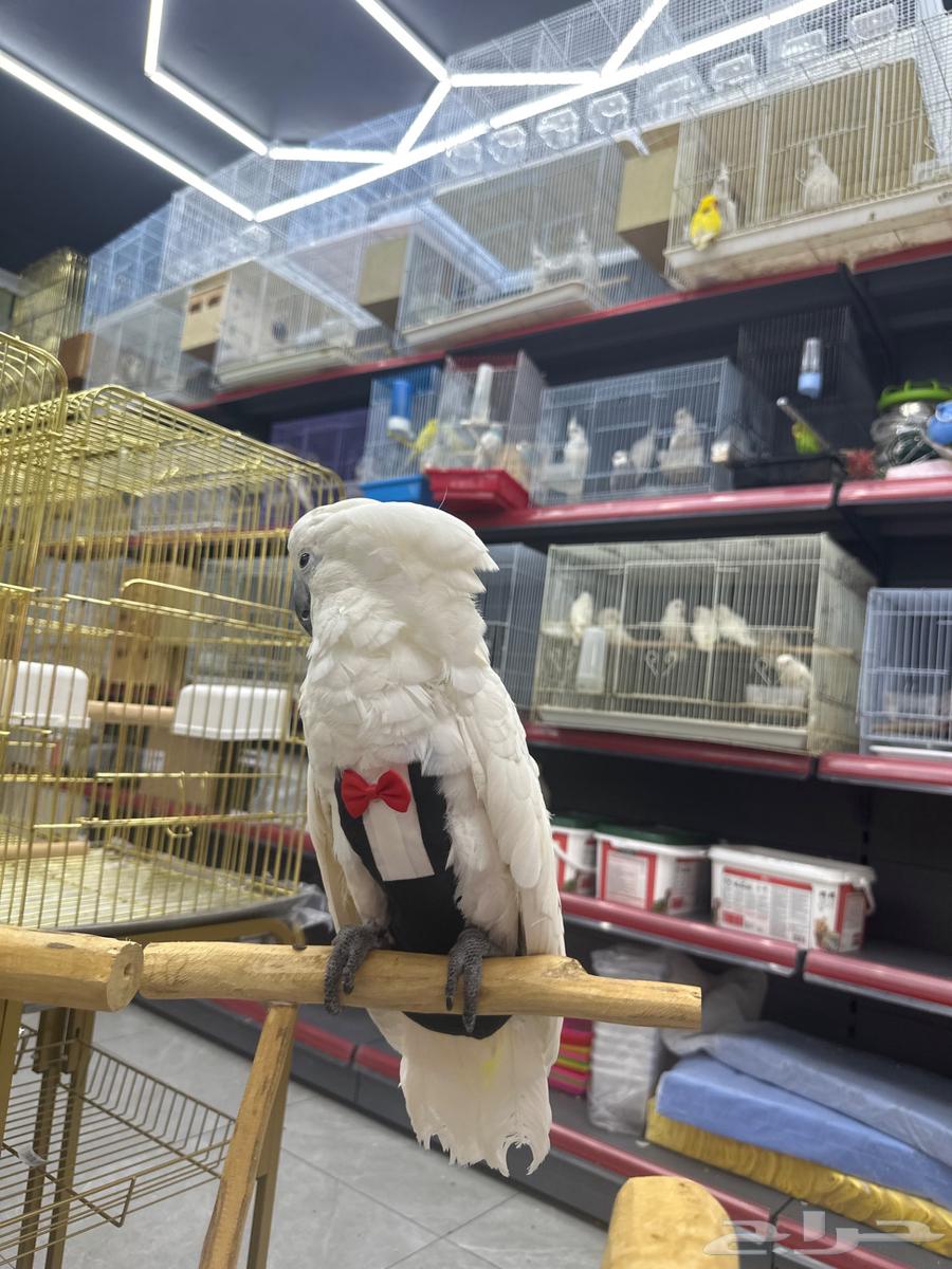 كوكاتو امبريلا للبيع العمر4 شهور64409366852610110