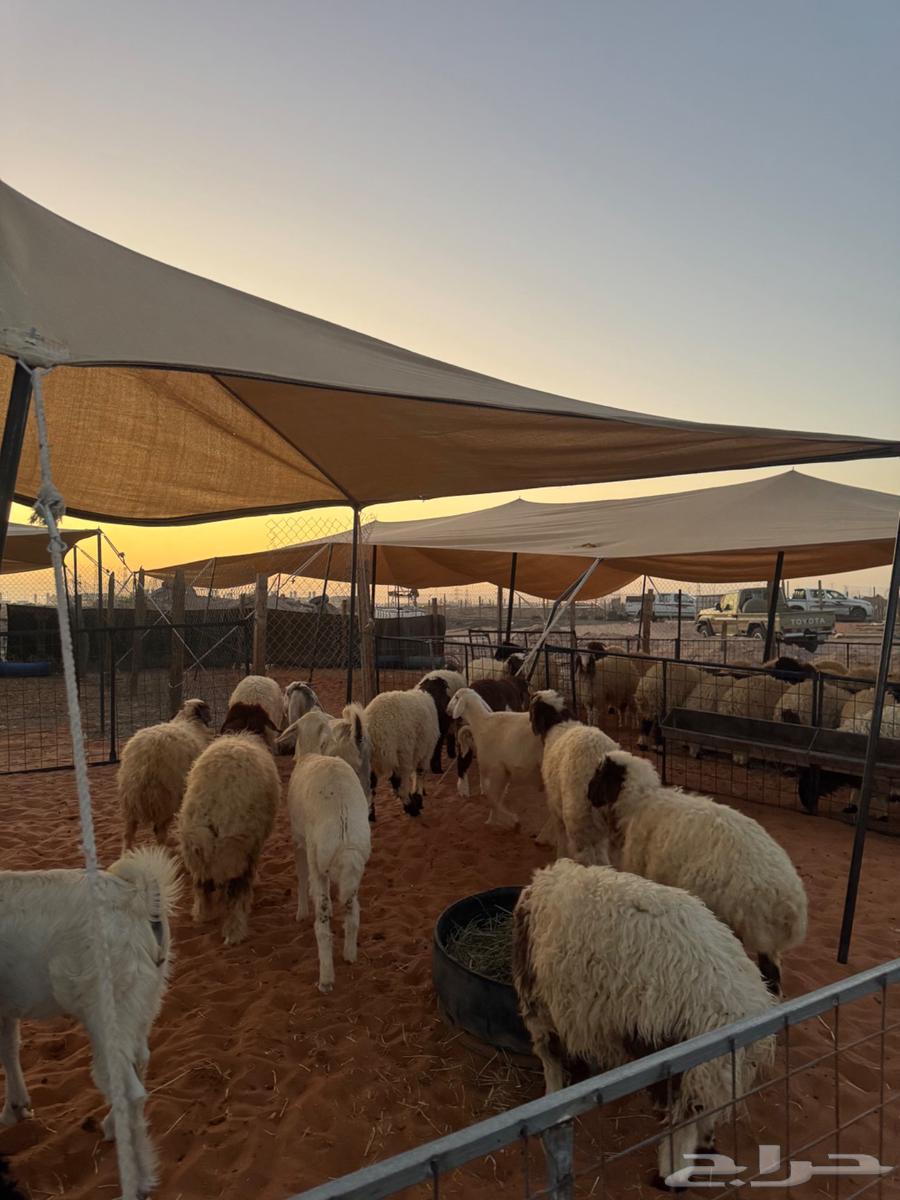 ذبايح للبيع طيبة ونظيفة وسعر طيب64409893162242110