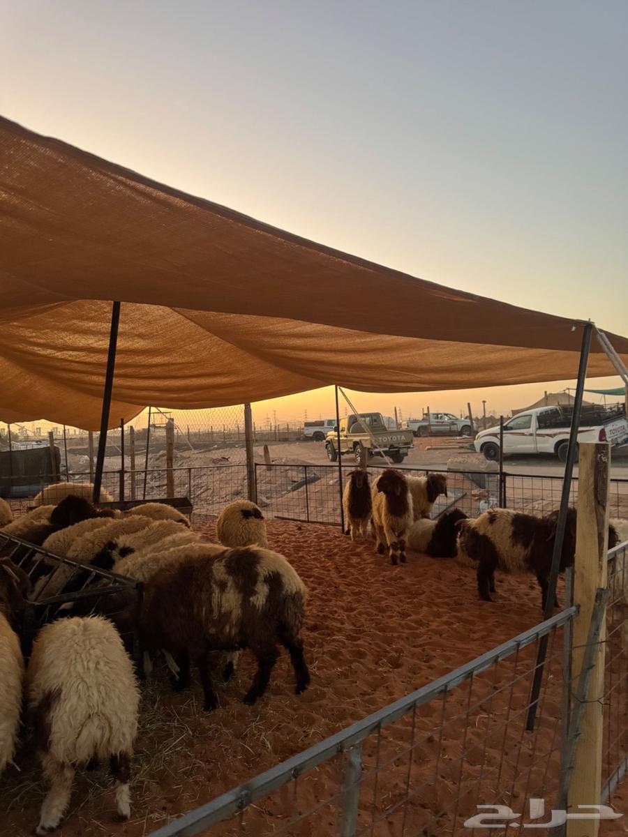 ذبايح للبيع طيبة ونظيفة وسعر طيب64409893162242111