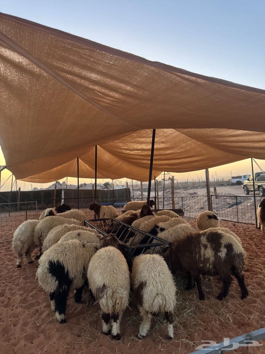 ذبايح للبيع طيبة ونظيفة وسعر طيب64409893162242112