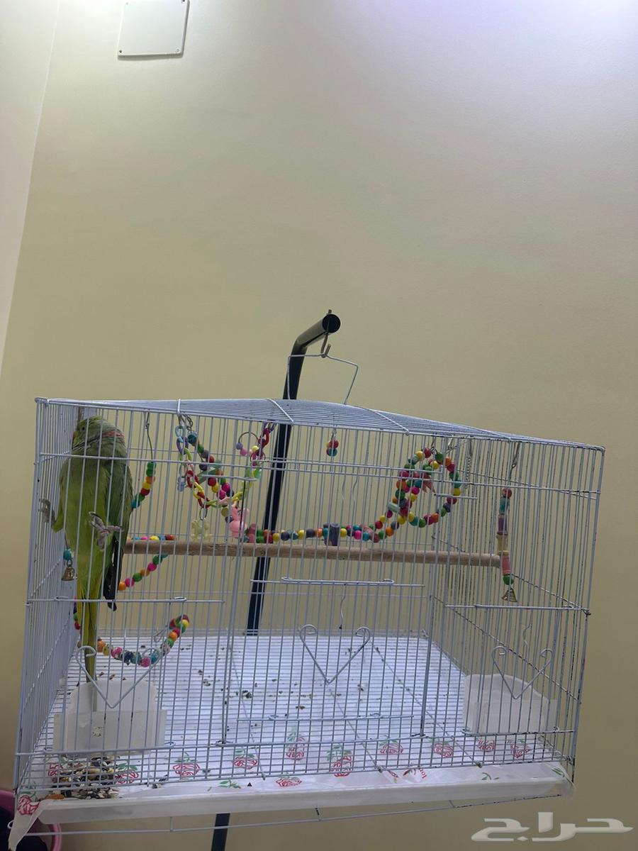 بغبغاء للبيع64410391534593112