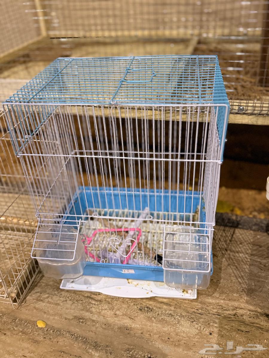 اقفاص للبيع64411473682819110