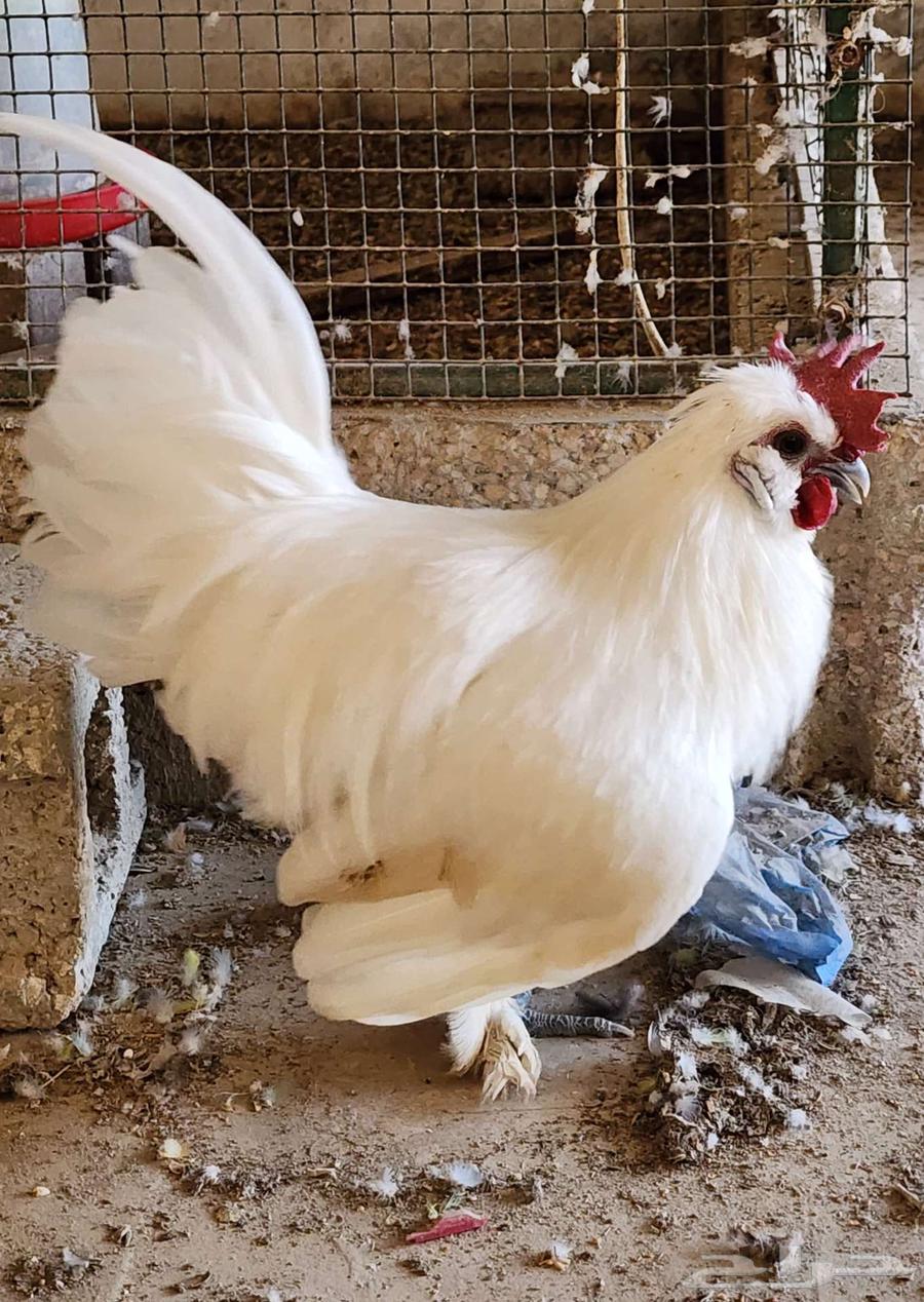 ديك أبيض مكس سلكي فيومي64411460322306110