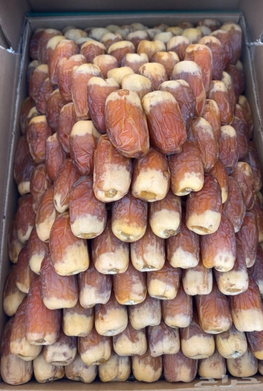 صقعي ( نوادر ) فاخر فاخر64409185747202110