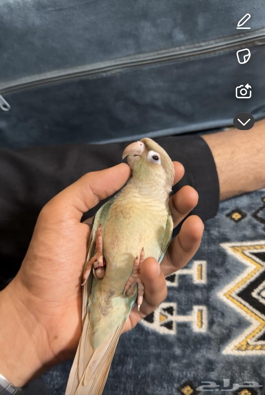 كنيور تم البيع64409837876611111