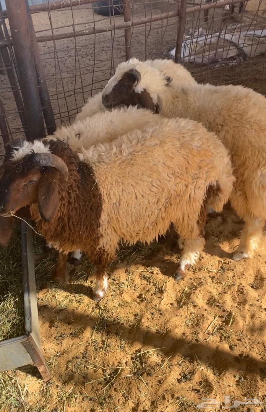 هرفي بري تم البيع64406946192513110