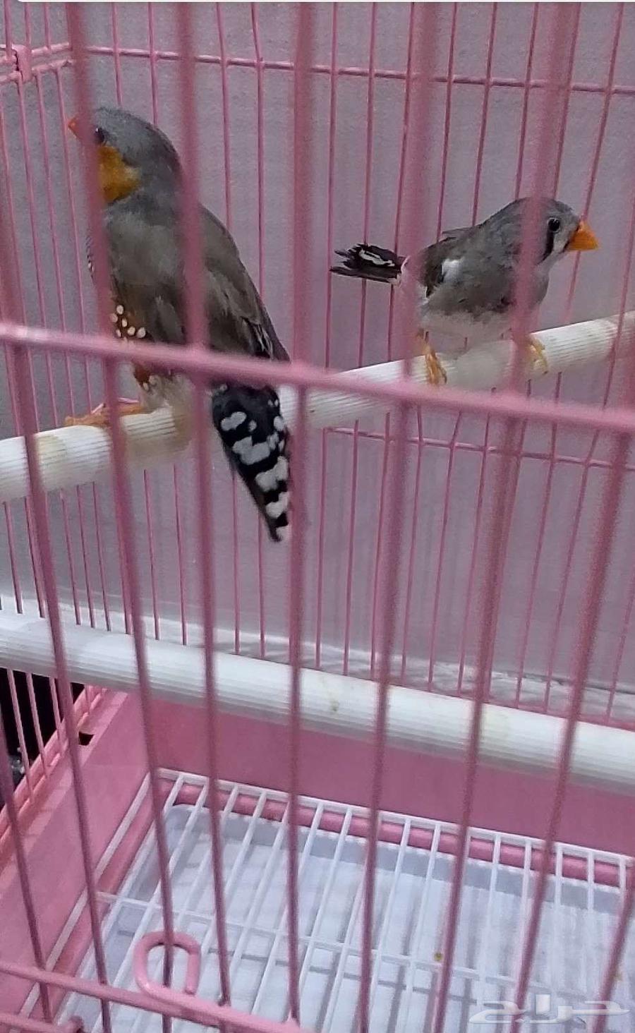 طيور زوبرا64407923283075112