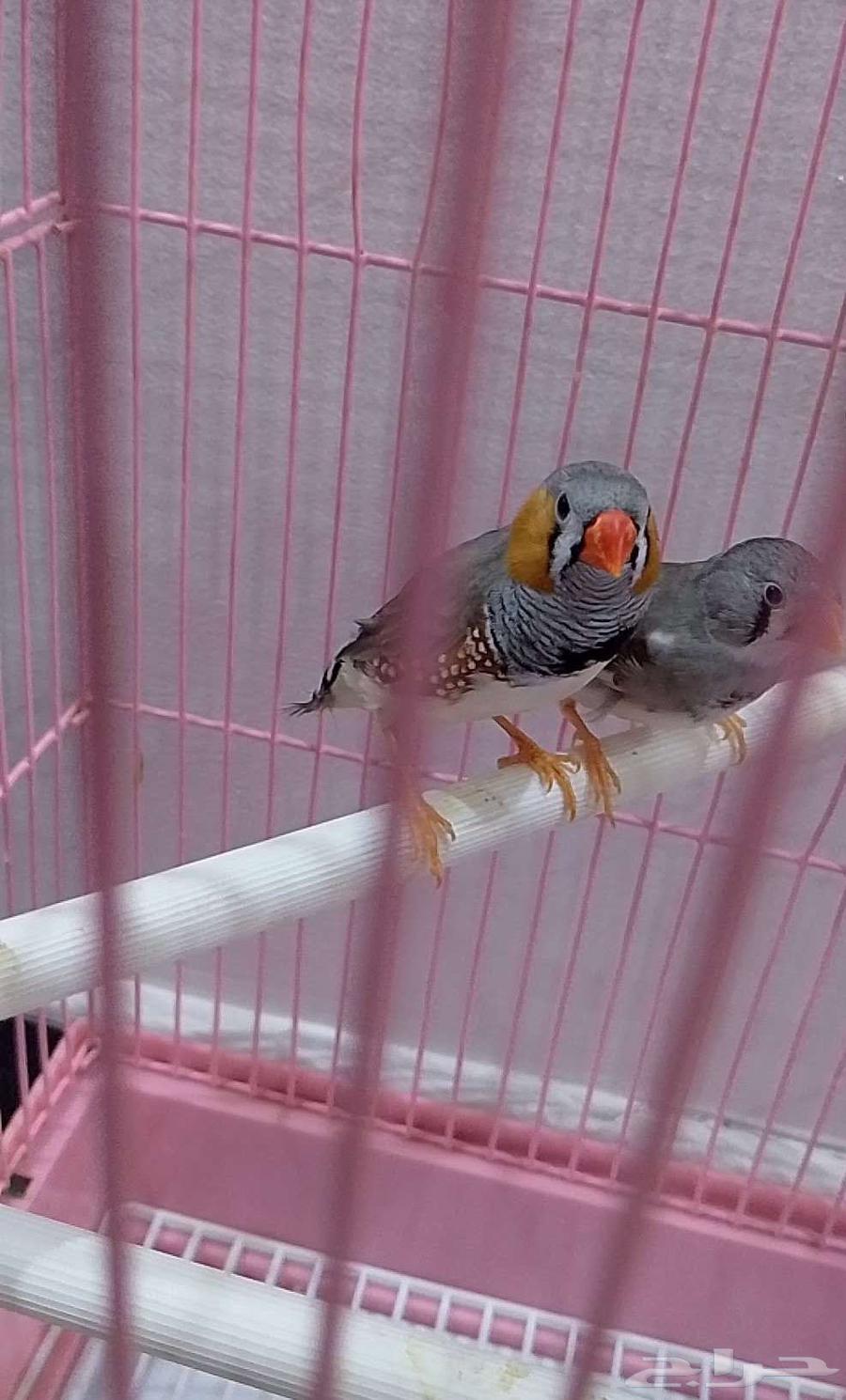 طيور زوبرا64407923283075110