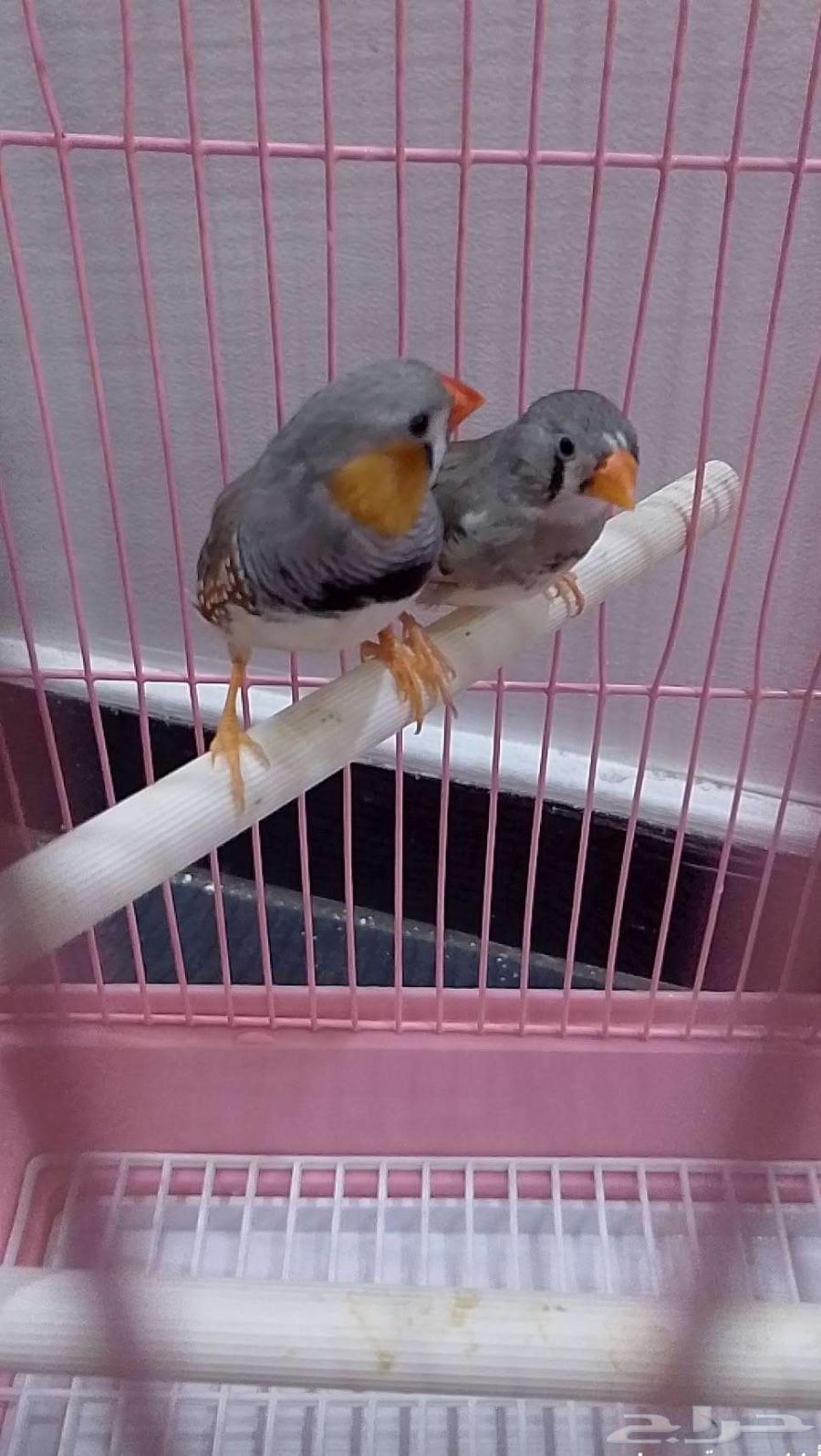 طيور زوبرا64407923283075114