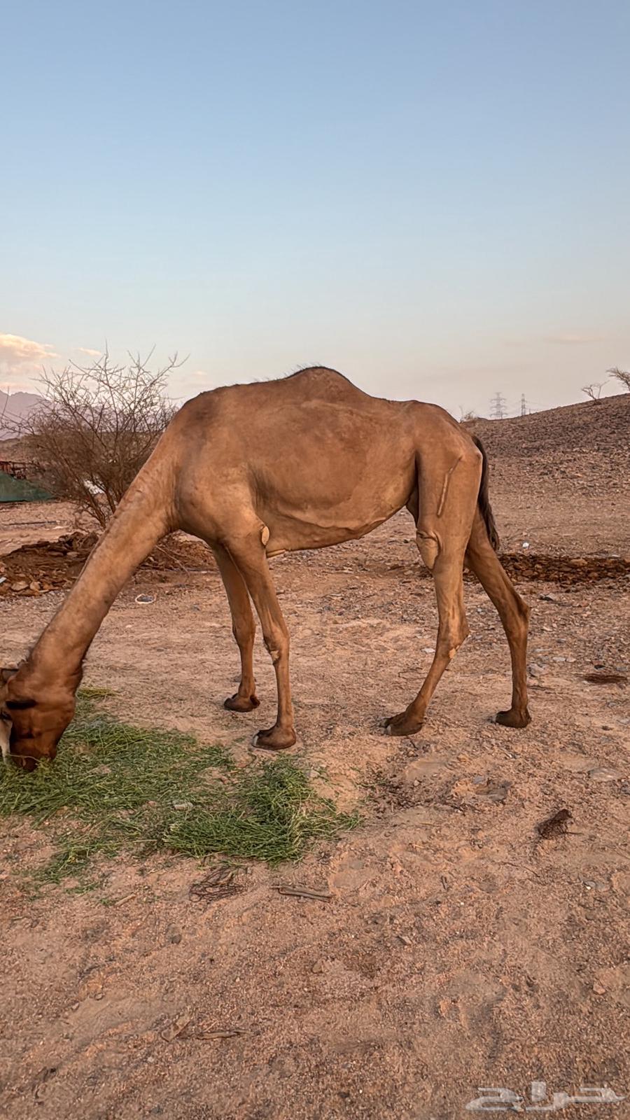 For sale, a high-quality camel that has sold its offspring64406402883714111