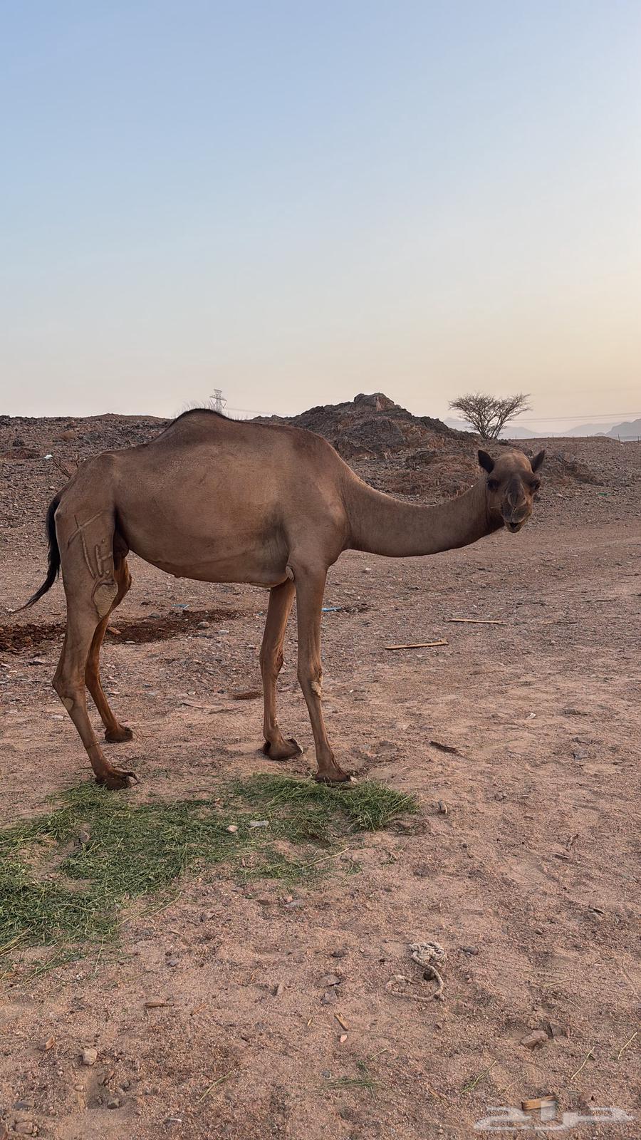 For sale, a high-quality camel that has sold its offspring64406402883714112