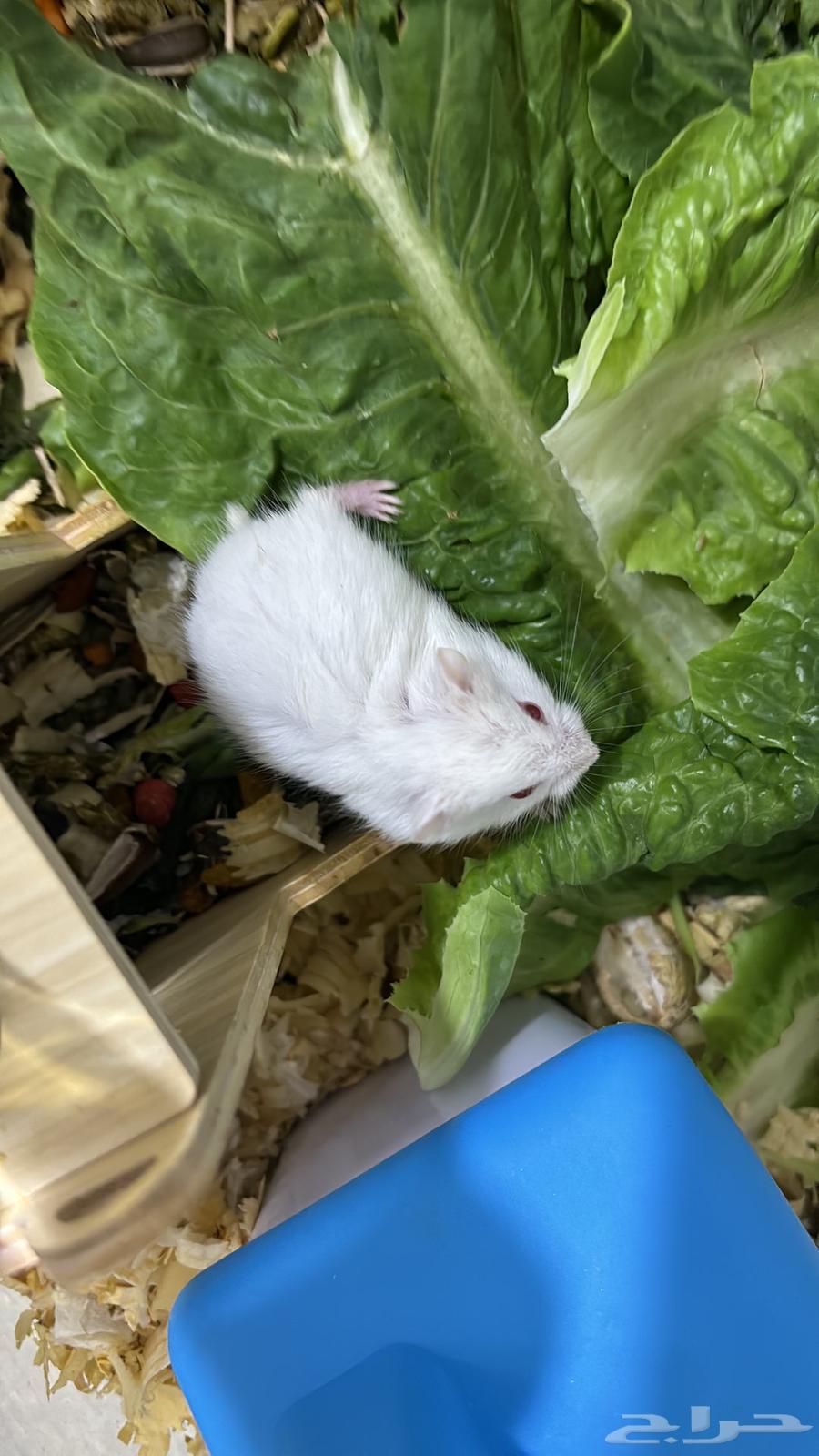 Hamster64407029220482110