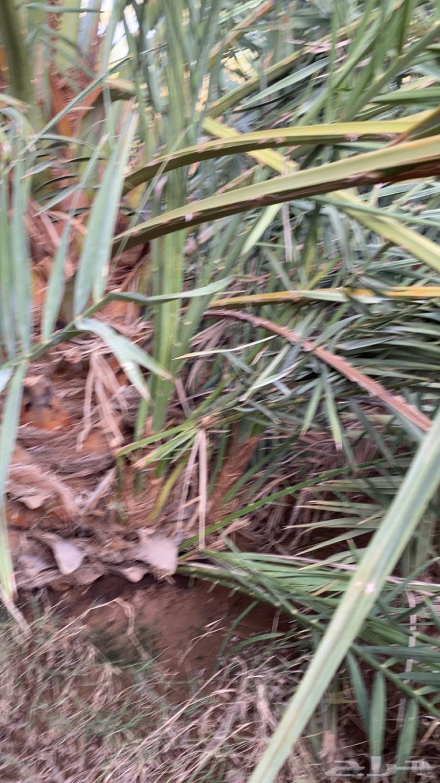 صنو صفاوي للبيع ا64408624283267110