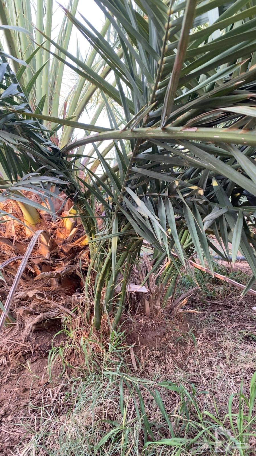 صنو صفاوي للبيع ا64408624283267111