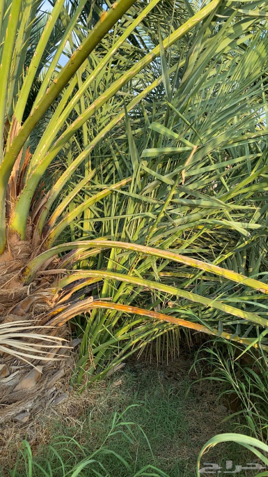 صنو صفاوي للبيع ا64408624283267112