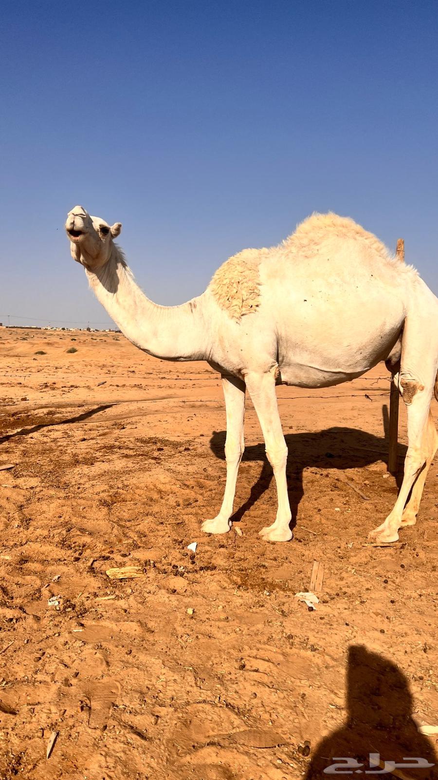 لقحات للبيع64408892238723111