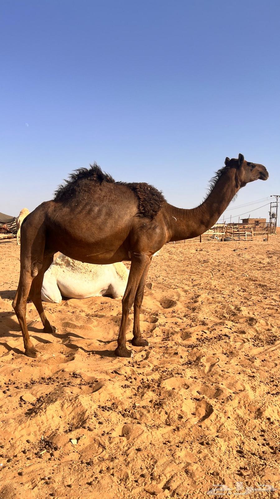 لقحات للبيع64408892238723112