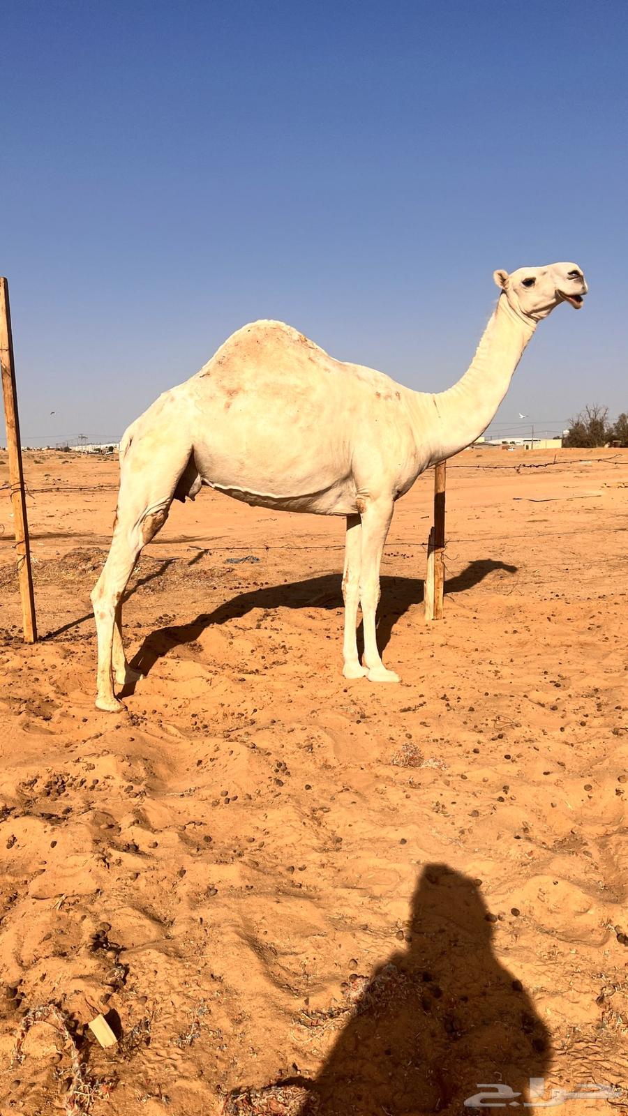 لقحات للبيع64408892238723110