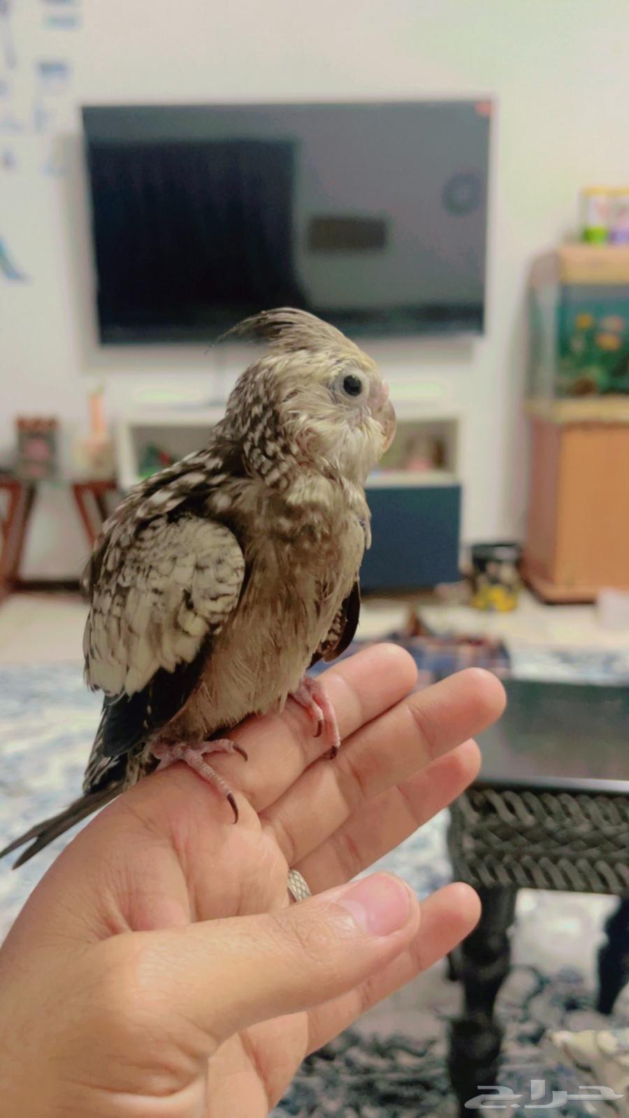 فرخ كروان هولندي - بداية فطام - نهاية غر64408920065154110