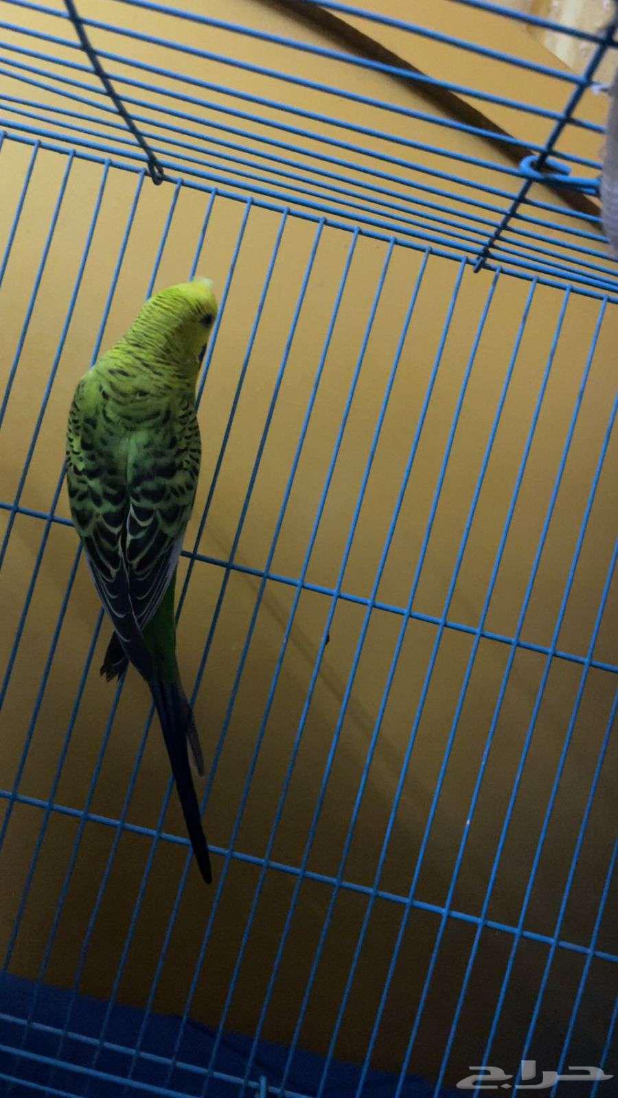 ذكر للبيع64410435577602112