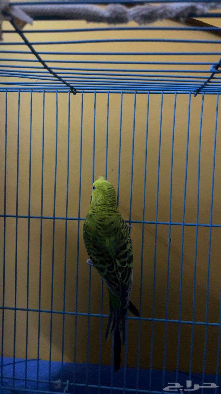 ذكر للبيع64410435577602113