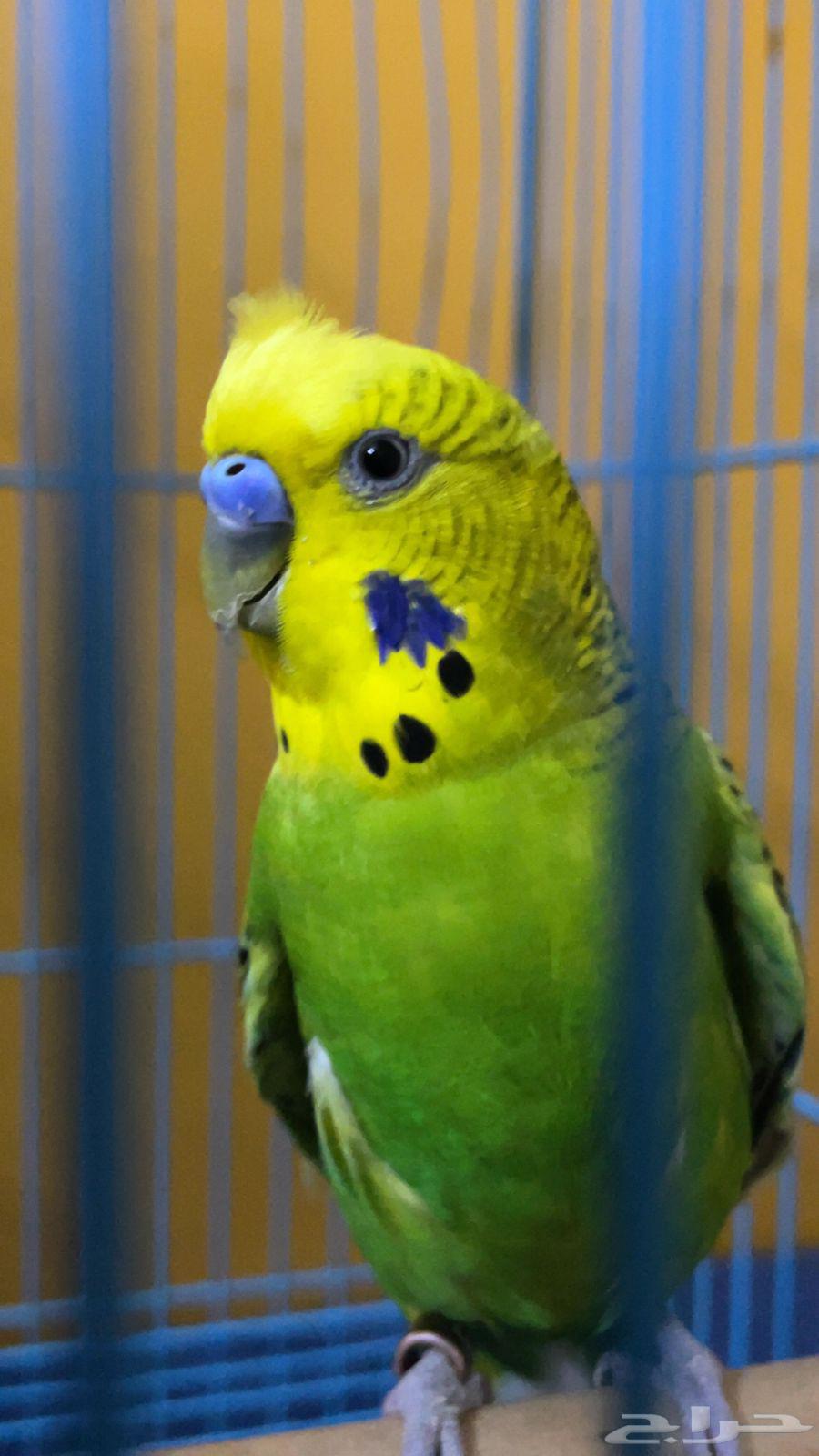 ذكر للبيع64410435577602111