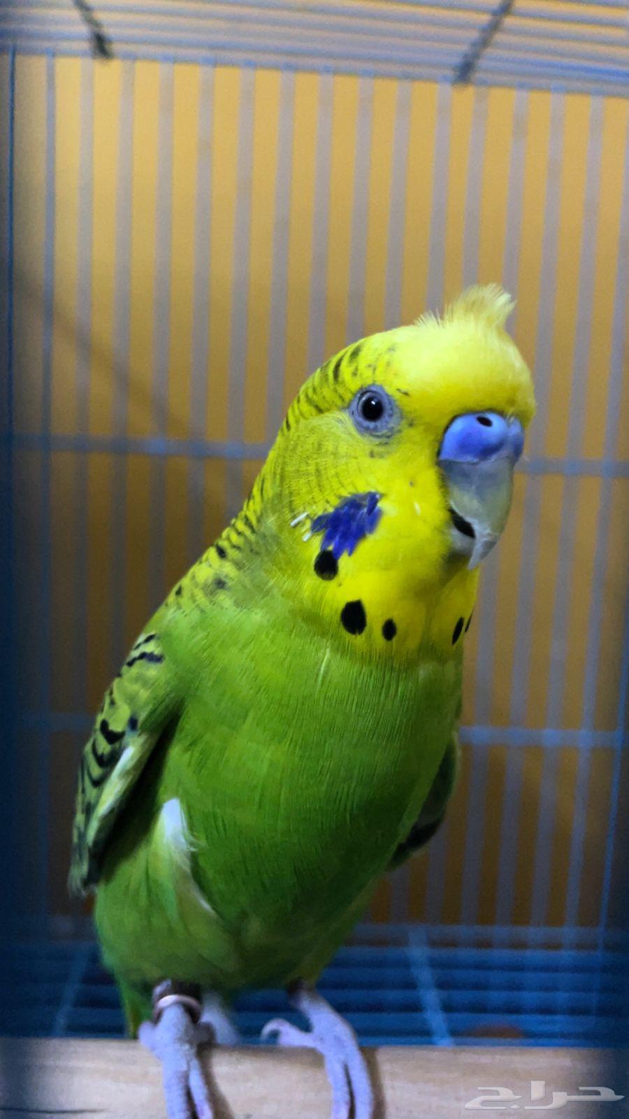 ذكر للبيع64410435577602110