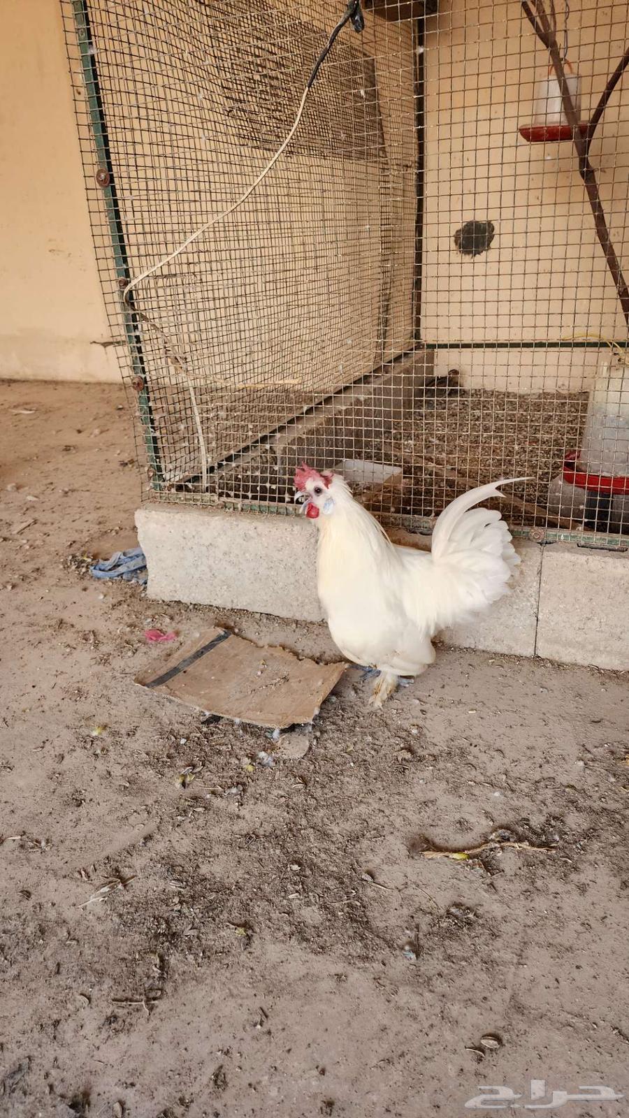 ديك أبيض مكس سلكي فيومي64411460322306112