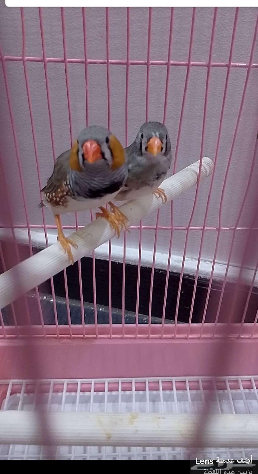 طيور زوبرا64407923283075113